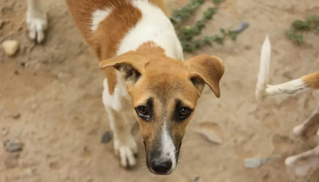 Featured image for Rewards and loyalty perks hub; focus on loyalty programs, comps value, points-to-cash comparisons, and